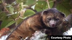 L'olinguito (Bassaricyon neblina) 