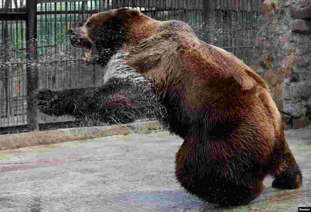 Buyan, a male Siberian brown bear, cools down under a stream of water sprayed by an employee&nbsp; on a hot summer day at the Royev Ruchey zoo in Krasnoyarsk, Russia.