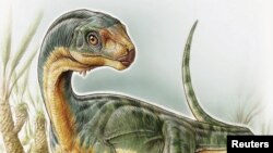 Ilustrasi Chilesaurus diegosuarezi oleh pihak University of Birmingham di Birmingham, Alabama (27/4). 
