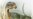 Fosil di Chile Perlihatkan Dinosaurus Berciri Aneh