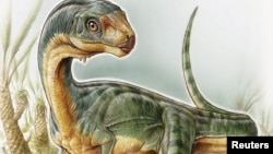 Nombrado Chilesaurus diegosuarezi, fue catalogado como miembro de los terópodos, grupo que incluye Tyrannosaurus rex. 
