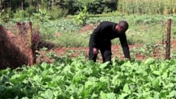 Kenyans Turn to Agriculture for Business