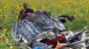 Cảnh sát quốc tế lùi kế hoạch đến địa điểm máy bay MH17 rơi