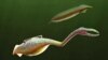 Scientists Solve Tully Monster Mystery 
