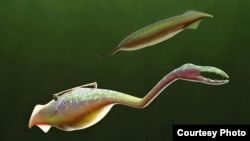 This is how the 300 Million - year - old Tully Monster might have looked (Sean McMahon/Yale University).