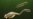 Scientists Solve Tully Monster Mystery