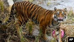 FILE - Melati, a female Sumatran tiger, is pictured after eating a snack of a dead rabbit hidden in a papier mache Easter egg, at the London Zoo, March 27, 2013. Melati was fatally attacked Feb. 8, 2019, by a tiger brought to the zoo to become her mate. 