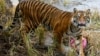 Seekor harimau Sumatera (foto: ilustrasi). 