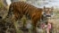FILE - Melati, a female Sumatran tiger, is pictured after eating a snack of a dead rabbit hidden in a papier mache Easter egg, at the London Zoo, March 27, 2013. Melati was fatally attacked Feb. 8, 2019, by a tiger brought to the zoo to become her mate. 