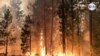 Cómo mega incendios forestales han evolucionado a causa del cambio climático 