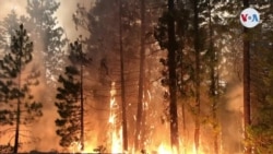 ¿Cómo los grandes incendios forestales han evolucionado a causa del cambio climático?