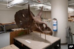 The head of an Nedoceratops hatcheri is seen in the paleobiology prep lab at the Smithsonian's National Museum of Natural History in Washington, June 4, 2019.