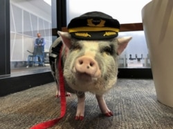 LiLou the therapy pig