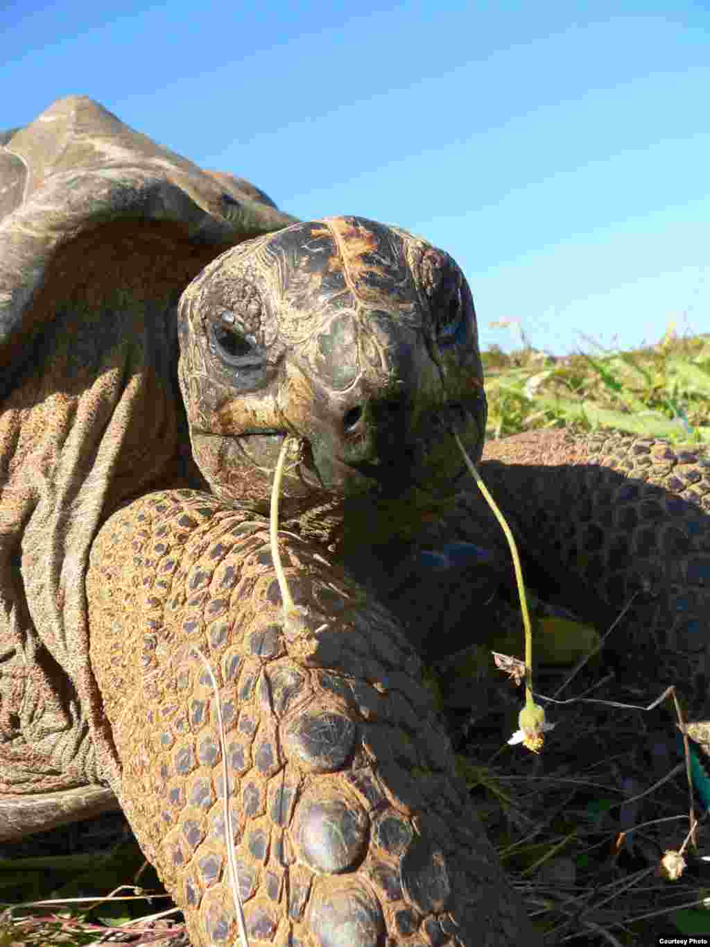 Kura-kura raksasa Aldabra, diperkenalkan ke Pulau Round di Mauritius, sebagai pengganti ekologis untuk kura-kura raksasa Mauritius yang punah, memakan tumbuhan yang sangat cepat tumbuh. (Christine Griffiths)