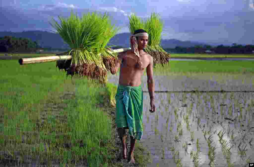 A farmer carries paddy for transplantation on the outskirts of Gauhati, India.