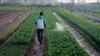 Minute Eco: Exportation des pesticides interdits de vente dans l'Union Européenne
