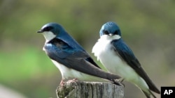 Tree swallows are common backyard birds that nest across North America and migrate through the Gulf of Mexico.