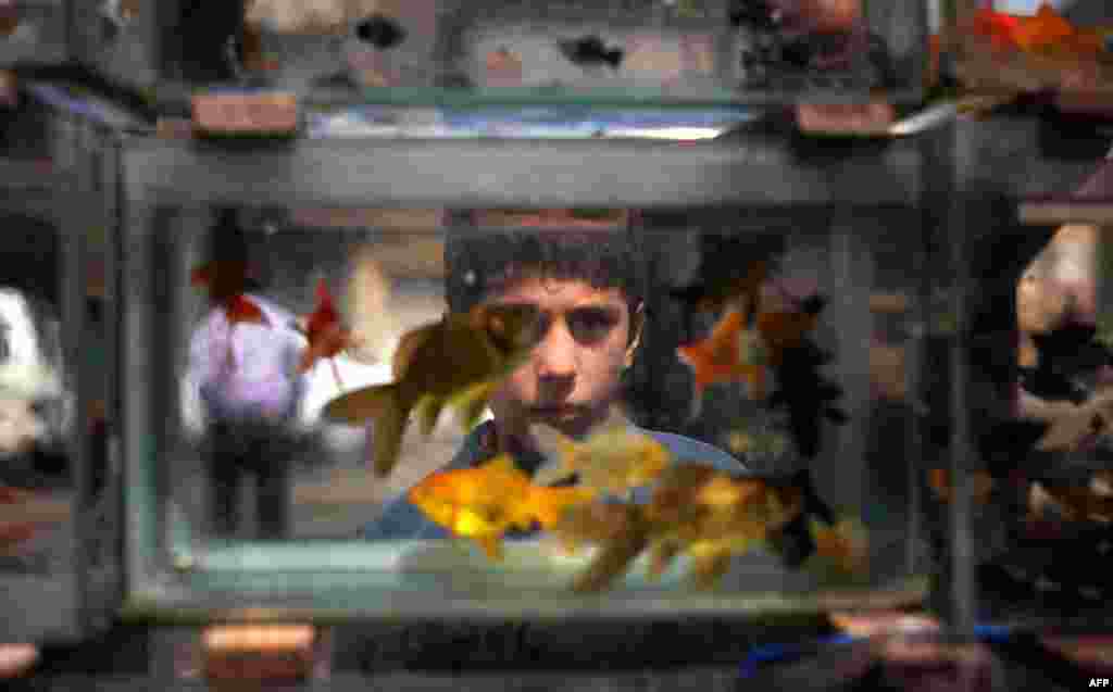 A Syrian boy looks at fish tank at a market in Aleppo, April 7, 2013.