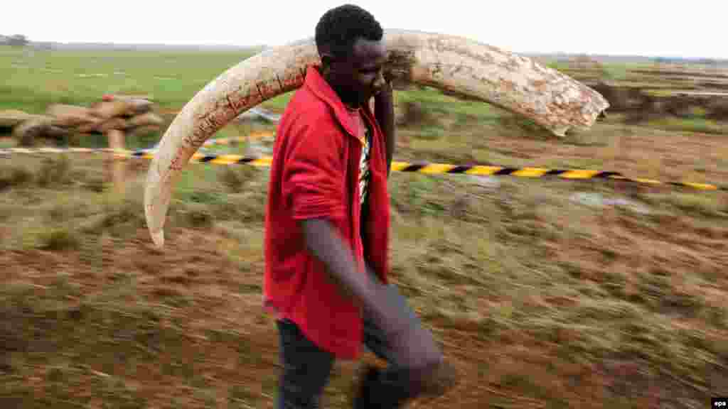 Un travailleur décharge d'un conteneur un ivoire au siège KWS à Nairobi, le 20 avril 2016.(epa/DANIEL IRUNGU)