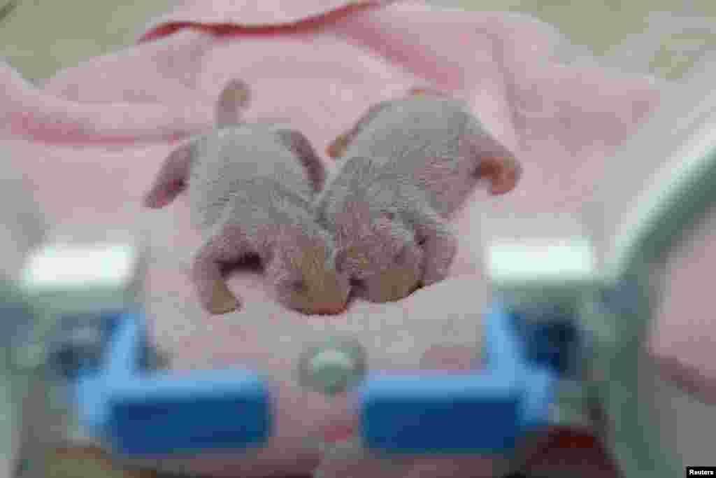 A pair of newborn giant panda twins are seen in an incubator at Chengdu Research Base of Giant Panda Breeding, Sichuan province, China.