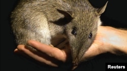 A native Australian Long-nosed Bandicoot is held by its keeper as it is moved after a medical check-up at Sydney's Taronga Zoo, March 27, 2001. This orphaned baby bandicoot was saved from an attack by a domestic pet, which have reduced the number of these