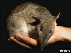 A native Australian Long-nosed Bandicoot is held by its keeper as it is moved after a medical check-up at Sydney's Taronga Zoo, March 27, 2001. This orphaned baby bandicoot was saved from an attack by a domestic pet, which have reduced the number of these shy marsupials.