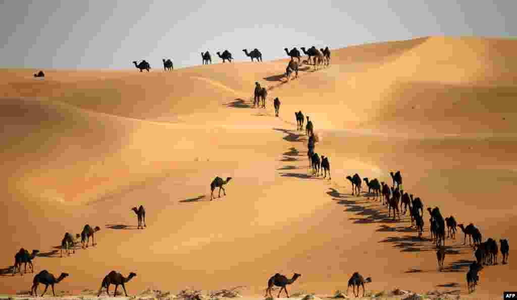 Camels walk along sand dunes in the Liwa desert, 220 km west of Abu Dhabi, United Arabs Emirates, as the Mazayin Dhafra Camel Festival takes place.