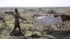 Herder-Farmer Tensions in Rural Kenya Ease, But Problems Remain
