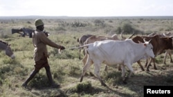 FILE -A Turkana man walks with cows as he carries a rifle near Baragoy, Kenya January 31, 2016. Turkana men herd cattle, sheep and goats, protecting their livestock from rivals in the dry Turkana region in the north of Kenya.