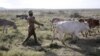 FILE - A Turkana man walks with cows as he carries a rifle near Baragoy, Kenya January 31, 2016. Turkana men herd cattle, sheep and goats, protecting their livestock from rivals in the dry Turkana region in the north of Kenya.