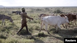 FILE - A Turkana man walks with cows as he carries a rifle near Baragoy, Kenya January 31, 2016. Turkana men herd cattle, sheep and goats, protecting their livestock from rivals in the dry Turkana region in the north of Kenya.