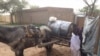 Au Tchad, 50.000 résidents sont coupés d'eau potable depuis 2012