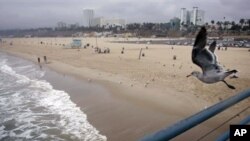 A seagull takes flight from the pier over the beach at Santa Monica, California., which is part of an area in Los Angeles becoming known as Silicon Beach.