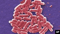FILE - This 2006 colorized scanning electron micrograph image made available by the Centers for Disease Control and Prevention shows a strain of the Escherichia coli bacteria. E. coli is one of the germs that can cause sepsis. 