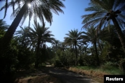 FILE - Date palm trees are seen at a farm, in Kerbala, Iraq, Oct. 14, 2017.