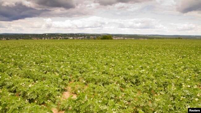 美国缅因州的土豆田 （资料照片）