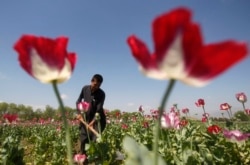 Kelompok Taliban diperkirakan mampu meraup sekitar Rp 60 triliun setahun dari lahan-lahan yang memproduksi opium dan heroin (foto: dok).