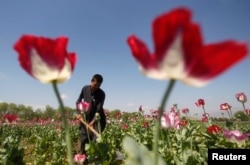 An Afghan man works on a poppy field in Jalalabad province April 17, 2014.