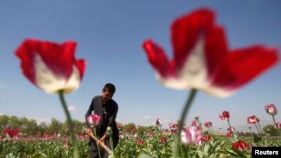 Produksi Candu Afghanistan Tetap Besar