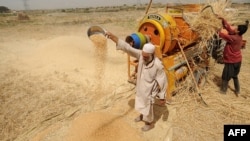 Agricultores afganos trabajan en la cosecha de trigo, en el verano de julio de 2009 cerca de Kabul, la capital de Afganistán.
