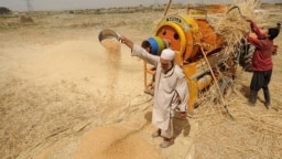 Agricultores afganos trabajan en la cosecha de trigo, en el verano de julio de 2009 cerca de Kabul, la capital de Afganistán.
