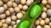 Researchers Unravel Soybean's Genetic Code