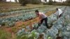 FILE - Cabbages are cultivated at a farm in Limuru, near Nairobi, Kenya, Jan. 17, 2018.