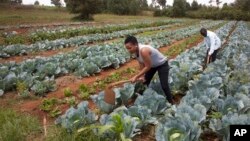 FILE - Cabbages are cultivated at a farm in Limuru, near Nairobi, Kenya, Jan. 17, 2018.