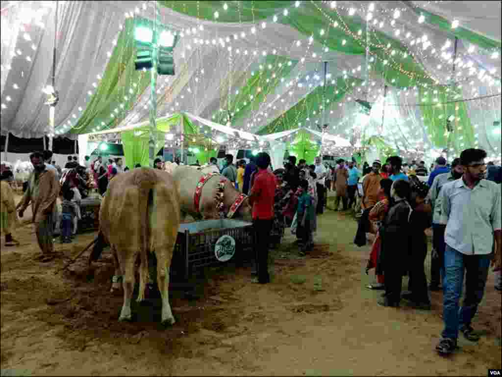 &nbsp;بچے، نوجوان اور خواتین کی ایک بڑی تعداد منڈی میں رات گئے تک جانوروں کو دیکھنے اور بھاؤ تاؤ کرنے آتے ہیں