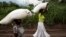 Des femmes congolaises portent des sacs de nourriture sur leurs têtes lors d'une distribution de nourriture à Kasala, dans la région agitée du Kasaï, RDC, 25 octobre 2017. 