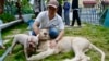 The Chinese owner welcomes his pet lion after being returned from Tamao wildlife center to his residence in Phnom Penh on Monday afternoon, July 5, 2021. (Courtesy of Pring Samrang)