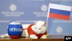 Achille le chat pose pour une photo avec le drapeau national de la Russie lors d'une cérémonie à Saint-Pétersbourg, le 13 juin 2018.