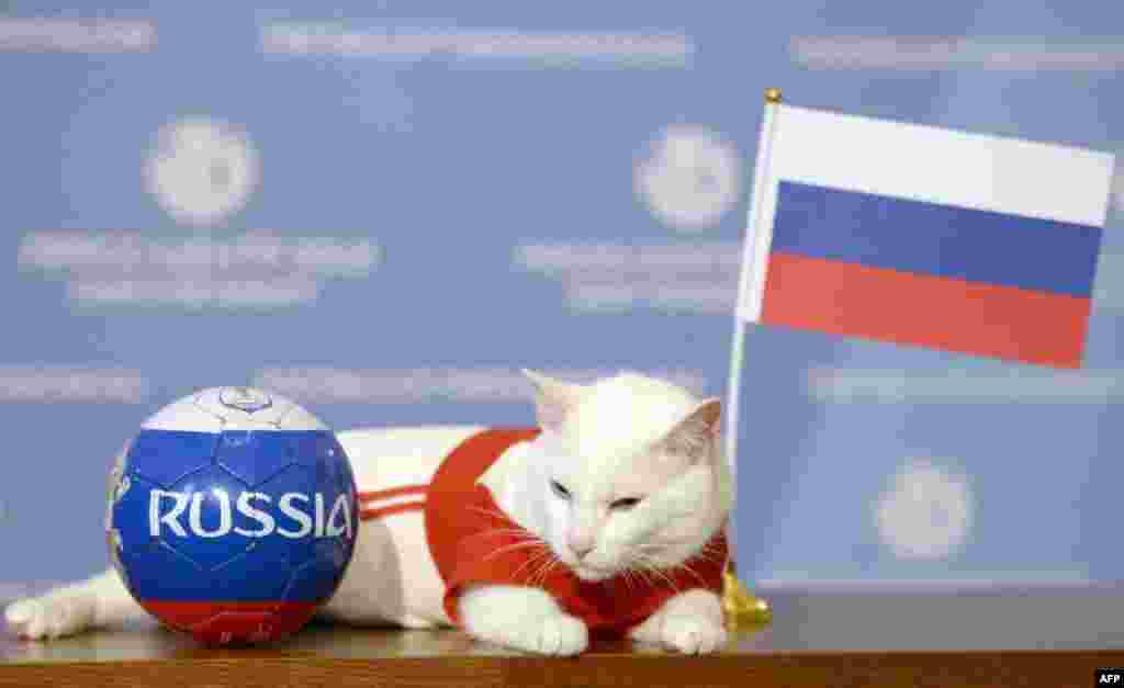 Achille, si kucing, salah satu kucing pemburu tikus di State Hermitage Museum, berfoto dengan bendera Rusia dalam sebuah acara di St. Petersburd, 13 Juni 2018. Achille baru saja memprediksi hasil laga pembuka Piala Dunia 2018 antara Rusia dan Arab Saudi di St. Petersburg. Achille, kucing putih dan tuli, dipilih sebagai &lsquo;hewan peramal resmi&rsquo; Piala Dunia. (Foto: AFP)