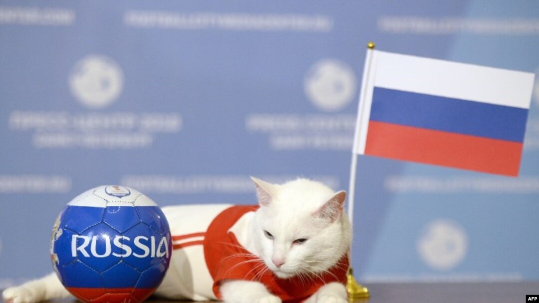 Achilles, gato adivinho?